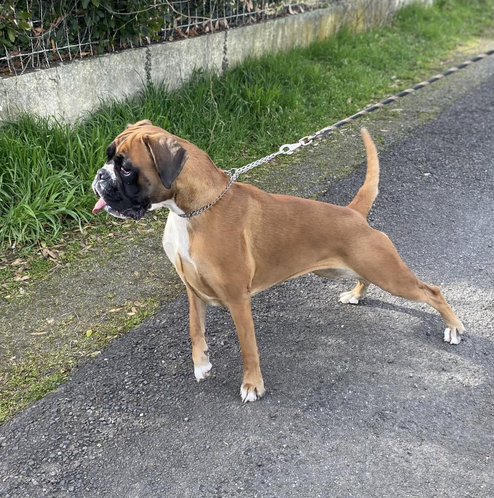 Vixie Des gorges d'heric