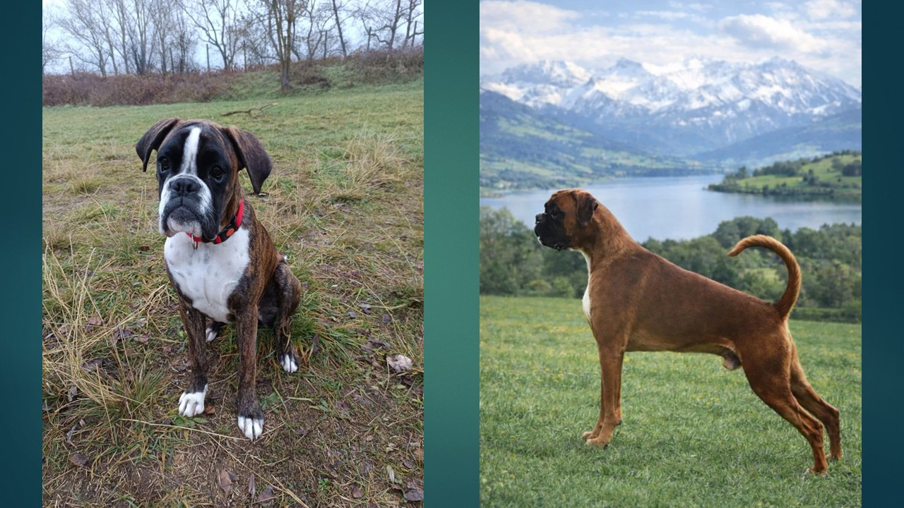 Chiots à réserver