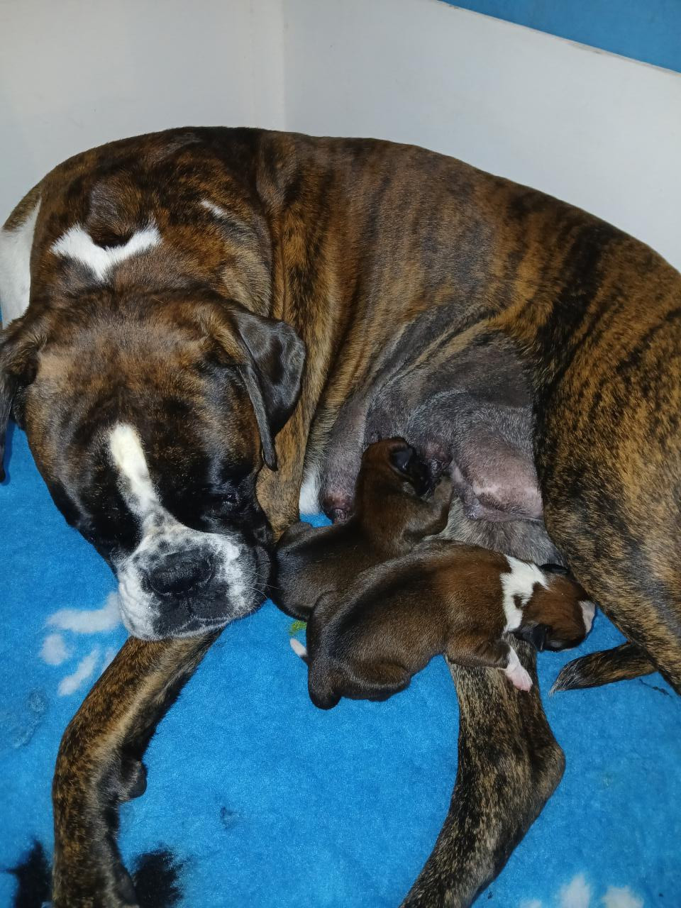 Des gorges d'heric - Chiots disponibles - Boxer