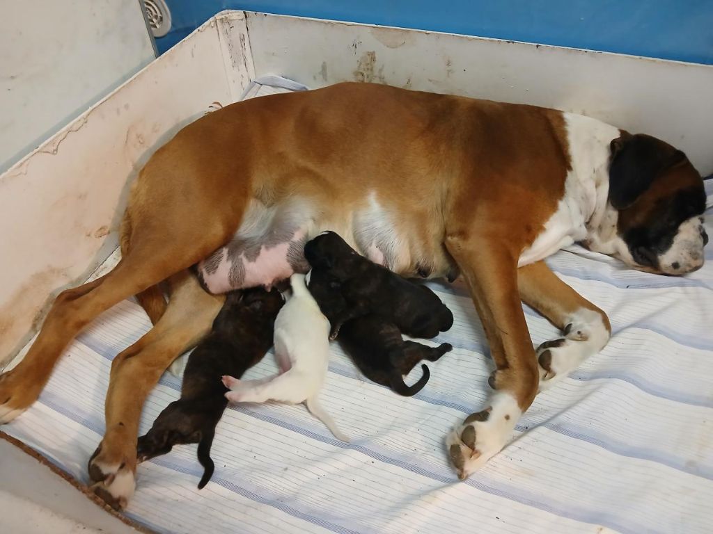 Chiot Boxer Des gorges d'heric