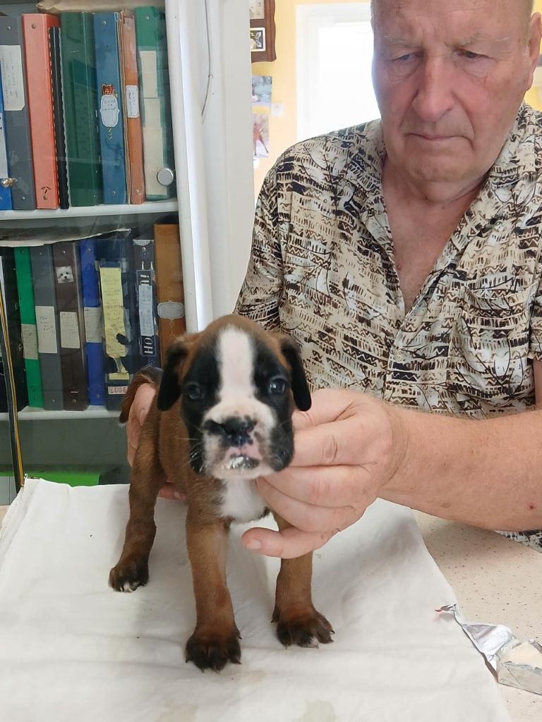 Des gorges d'heric - Chiots disponibles - Boxer
